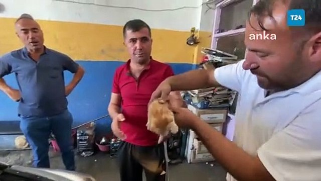 Yozgat’ta araç motoruna sıkışan yavru kediyi sanayi esnafı sahiplendi