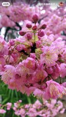 Natural Flowers & Beautiful Scenaries