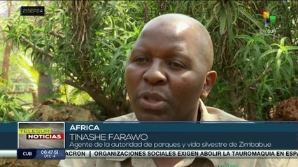 Gobierno de Zimbabwe tomó la decisión de sacrificar 200 elefantes para aliviar la presión causada por la sequía