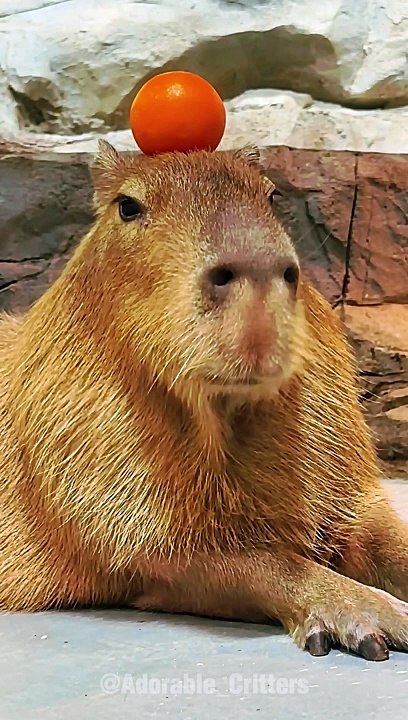 Capybara: Chillest Animal on the Planet 