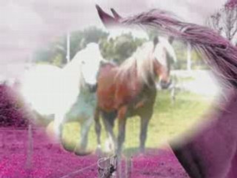Pour les cheval blogueur!