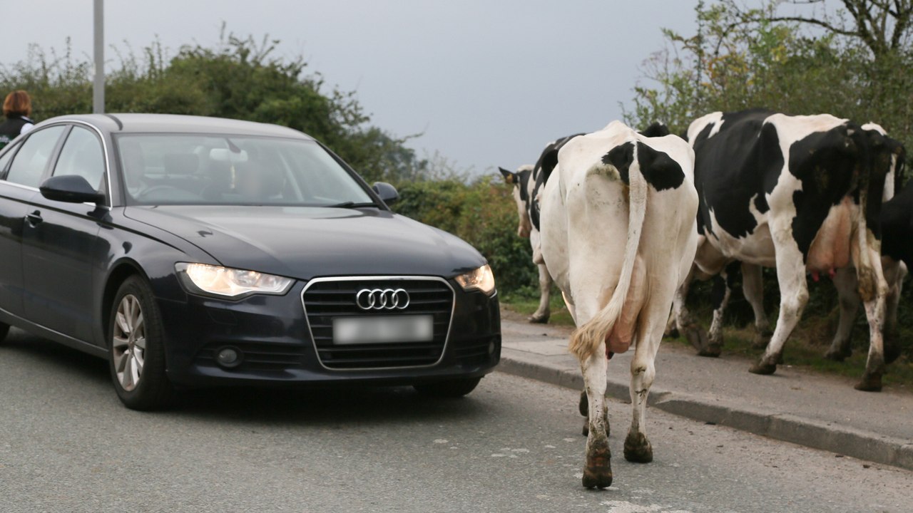 Farmers stunned after irate driver phones to complain about cows crossing road
