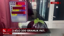 Ispartalı çiftçi bahçesinde 2 kilo 200 gramlık patlıcan yetiştirdi