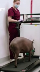 Cette cochonne va littéralement SAUVER des vies grâce à une puce dans son cerveau !