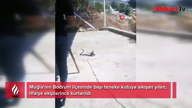Metrelerce uzunlukta yılan paniği! Kafasındaki tenekeyi görünce şoke oldular