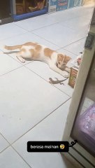 kucing vs Dinosaurus mini 