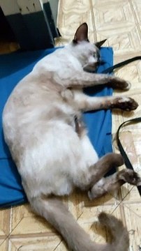 Sleeping My Cat