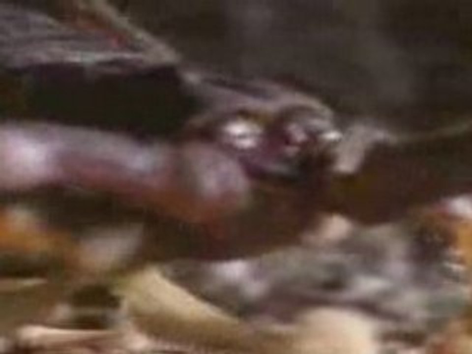 1 mec se fait piquer par 1 scorpion