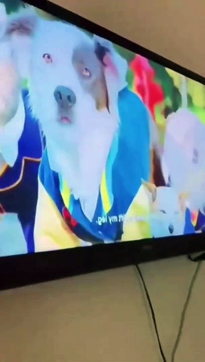 funny animals #shorts