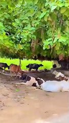 Simple Village Life Punjab Pakistan #simplelifestyle #villagelife #desimahol #viral #trending
