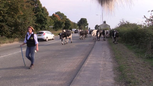 Farmer stunned after driver complains about cows crossing road