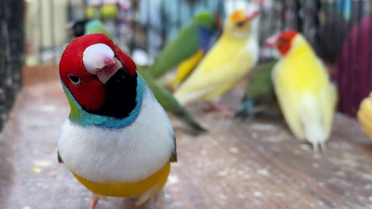 Lalukhet Birds Market Updates - 22 September 2024 | Exotic Birds & Tips by Nexus Birds