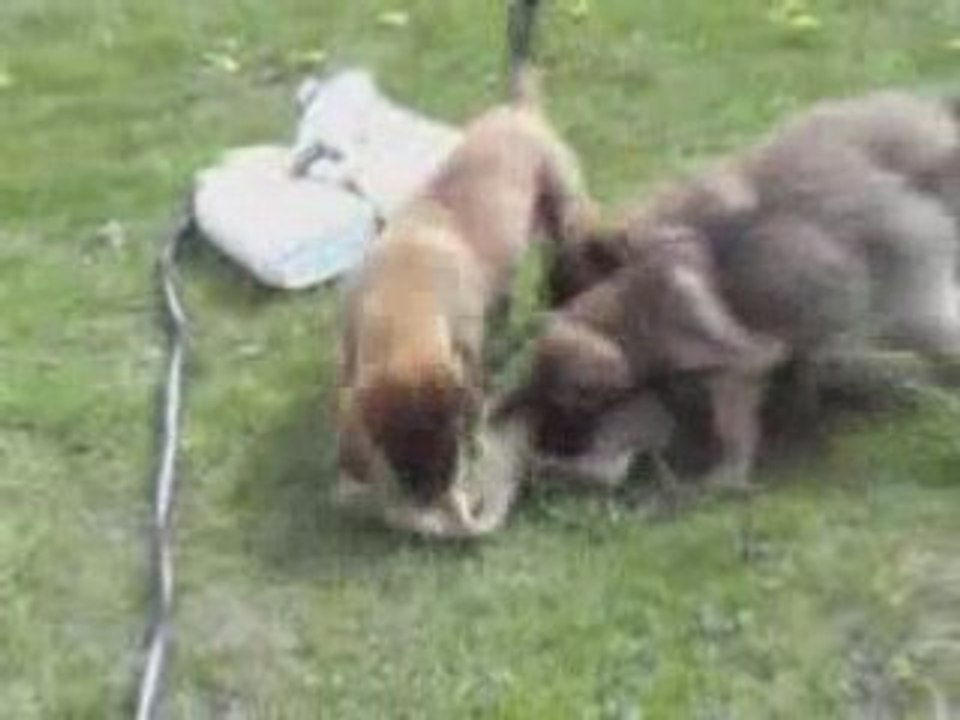 Chiots badxbudy_NEW