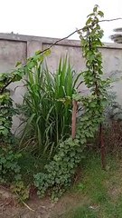 Nature beautiful morning view