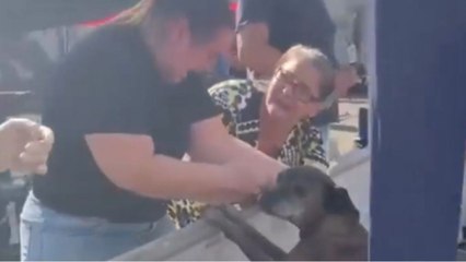Dogs saved from the Rio Grande floods rejoice in an emotional reunion