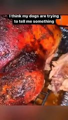 Funny Animal Videos Compilation 2024 -funny cats Random - funny dogs video