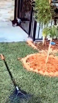 Funny animals - Funny cats - Funny dogs - videos The most popular compilations from Cute Kittens