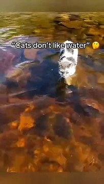 Cute and funny ANIMALS - Videos Сompilation