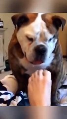 Funniest Animals - Funny Fails Compilation 2024