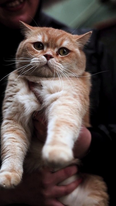 Each of these pets requires different levels of care and attention, so it's important to choose one that