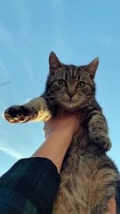 considering other pets besides cats, here are some wonderful ideas, each with their own unique charm:  Dogs: Loyal and affectionate, dogs are great companions. Breeds like Golden Retrievers, Beagles, and Poodles are popular for families.  Fish: Low mainte