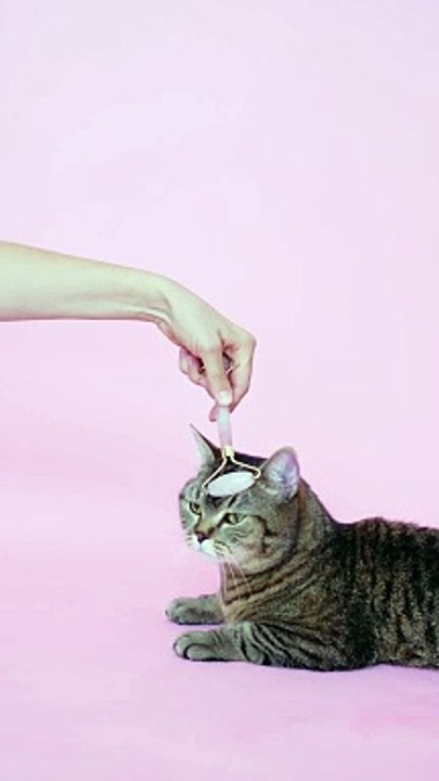 considering other pets besides cats, here are some wonderful ideas
