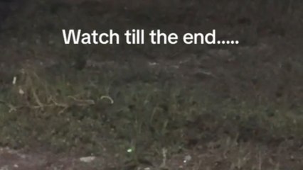 Sparkling tinsel mistaken for lightning bug leads to comical moment
