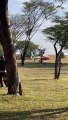 Private helicopter in Maasai Mara