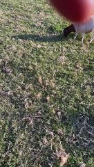 Maasai village next to Maasai Mara game reserve