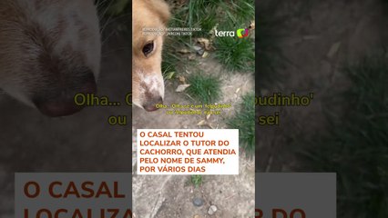 Motoristas chilenos se organizam para salvar cachorro de atropelamento redes #shorts