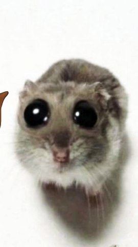 Sad hamster Violin collab with I go meow Singing cat