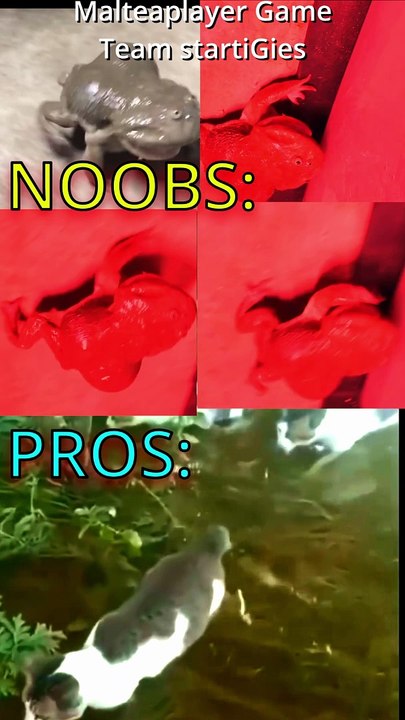 Crazy Screaming Frog vs military cats