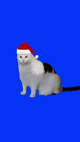 Huh cat christmas carol
