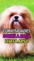 Curiosidades sobre a raça Lhasa Apso