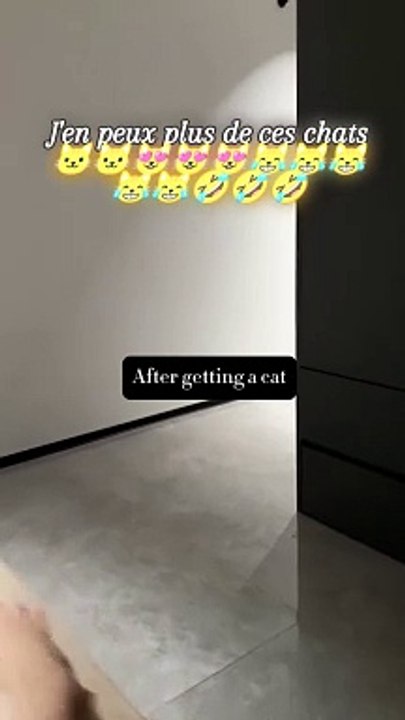 J'en peut plus de ces chats