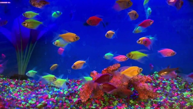 Aquário 4K (ULTRA HD) Belos Peixes de Recifes de Coral Relaxantes - Música Relaxante para Dormir e Meditação