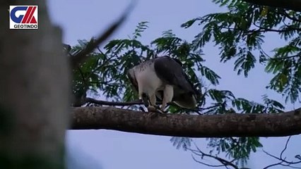 SEA EAGLES