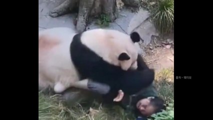 중국서 판다가 사육사를 맹공격...무슨 일이? [앵커리포트] / YTN