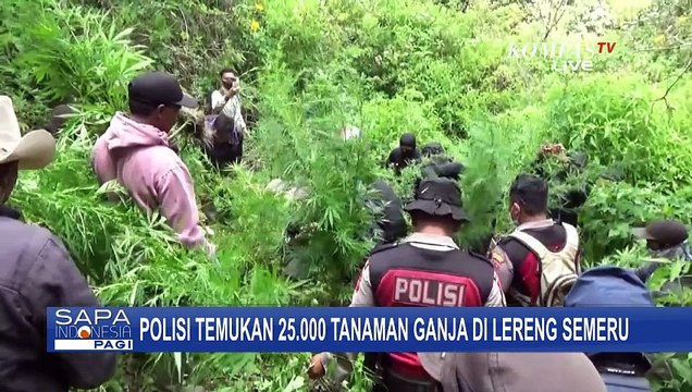 Polisi Temukan 25.000 Tanaman Ganja di Lereng Gunung Semeru