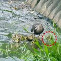 Mother duck notices that one baby is missing