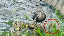 Mother duck notices that one baby is missing