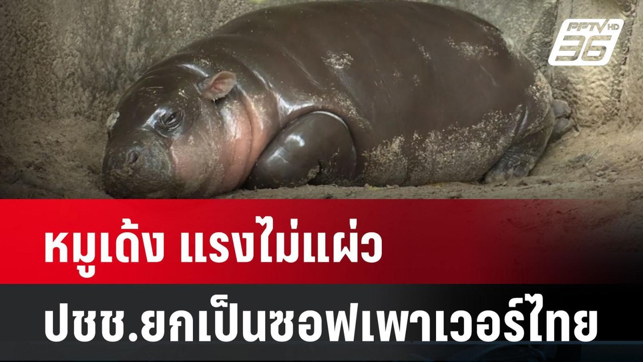 หมูเด้ง แรงไม่แผ่ว ปชช.ยกเป็นซอฟเพาเวอร์ไทย | โชว์ข่าวเช้านี้ | 23 ก.ย. 67