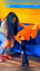 Hilarious Animal Videos 2024 🐾: Must-See Funny Cats & Memes Compilation