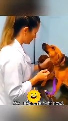 Cute Kittens - Funny Animal Videos