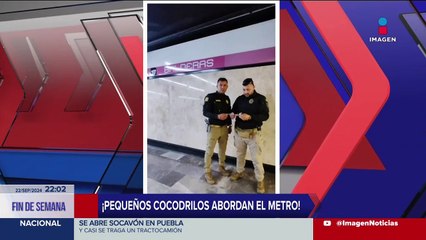 Hallan dos crías de cocodrilo en el Metro de la CDMX