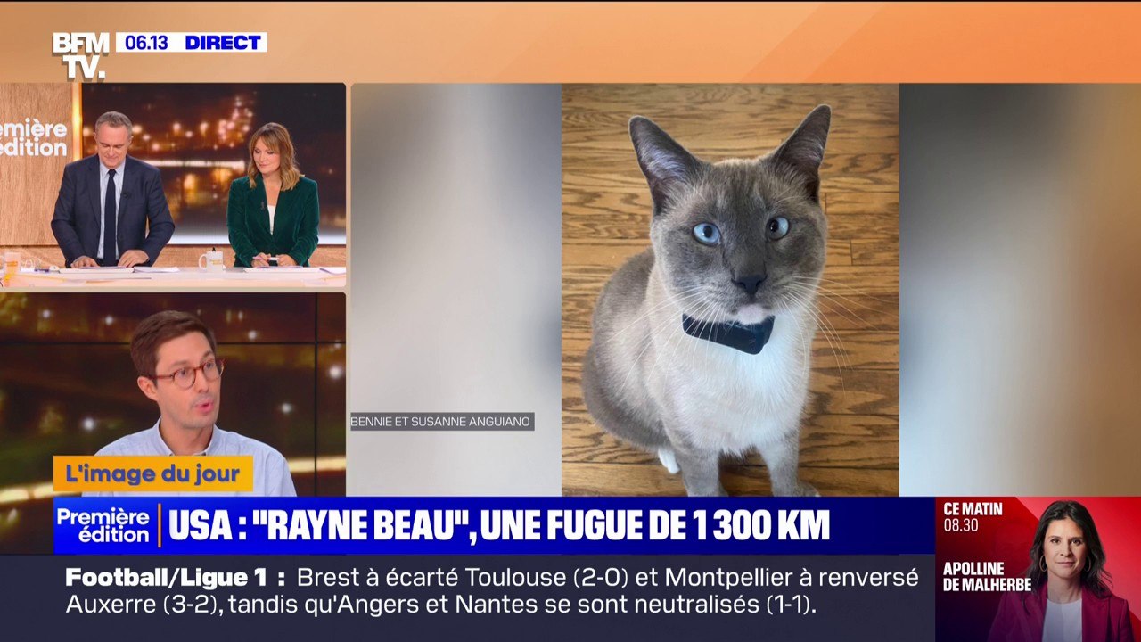 Ce chat retrouve ses maîtres après avoir disparu pendant deux mois et parcouru 1.300 kilomètres