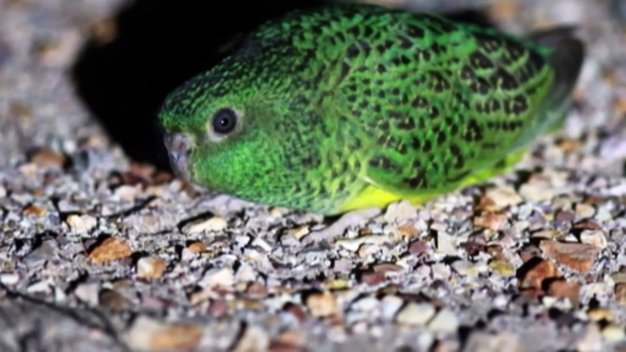 Concerns rise over threats to Australia’s largest night parrot population