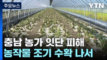 수확 앞두고 침수 피해..."복구는 엄두도 못 내" / YTN