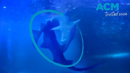 Love bites!: rare 'shark romance' caught on camera