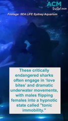Love bites!: rare 'shark romance' caught on camera